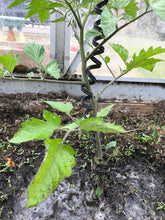 Load image into Gallery viewer, SpringGrow Plant Support System - for all Climbing Plants Including Tomatoes, Peppers, Beans, Hops, Hoya Plants, Zucchini - Expands to 3.3 metres, UV and Water Resistant, Adjustable Clip
