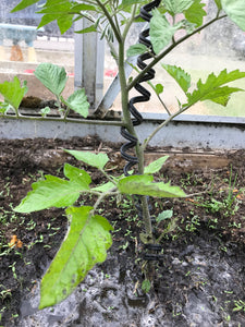 SpringGrow Plant Support System - for all Climbing Plants Including Tomatoes, Peppers, Beans, Hops, Hoya Plants, Zucchini - Expands to 3.3 metres, UV and Water Resistant, Adjustable Clip